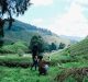 A Weekend Up To Cameron Highlands